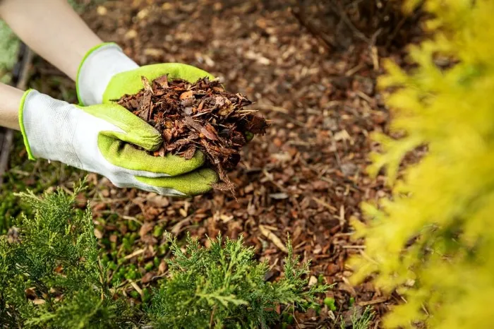 Excellent Mulching in Costa Mesa, CA