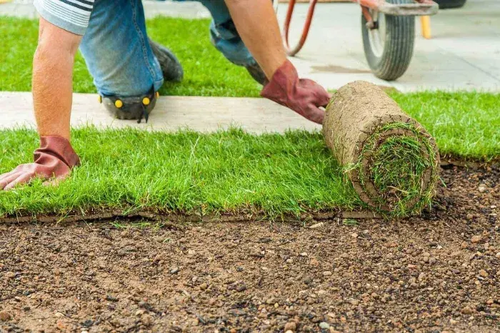 How long after installing sod can you walk on it in Costa Mesa, CA