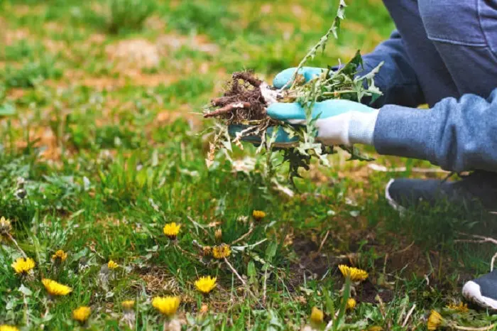 How to clear a yard full of weeds Costa Mesa, CA