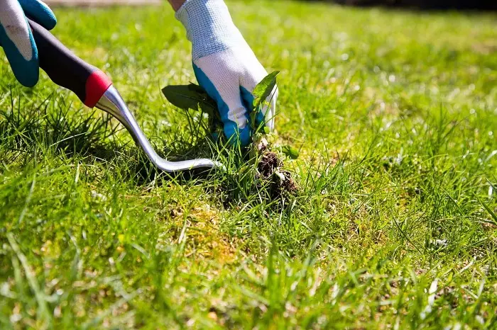 How to clear a yard full of weeds in Costa Mesa, CA