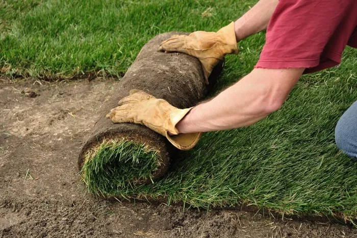 Proficient Sod Installation in Costa Mesa, CA